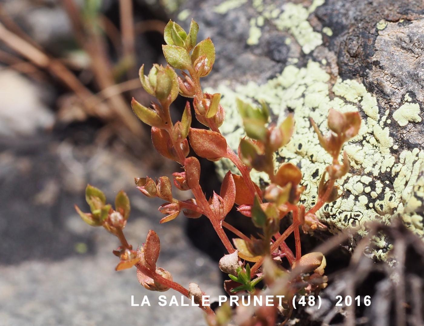 All-seed, Flax-leaved leaf